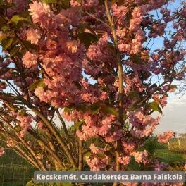   Oszlopos japán díszcseresznye - Prunus serrulata 'Amanogawa' - Szabadgyökeres