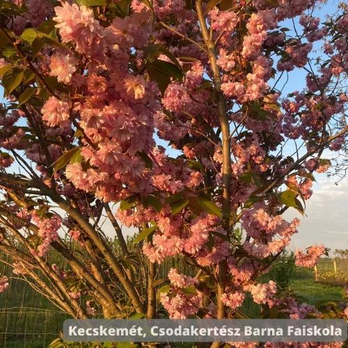 Oszlopos japán díszcseresznye - Prunus serrulata 'Amanogawa' - Szabadgyökeres