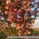 Oszlopos japán díszcseresznye - Prunus serrulata 'Amanogawa' - Szabadgyökeres