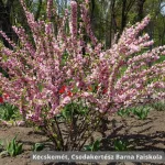 Hosszú hajtások mentén sűrűn nyíló, pomponhoz hasonló telt rózsaszín boglárkamandula virágok a cserjén  Boglárkamandula (Prunus triloba 'Multiplex')