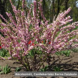 Hosszú hajtások mentén sűrűn nyíló, pomponhoz hasonló telt rózsaszín boglárkamandula virágok a cserjén  Boglárkamandula (Prunus triloba 'Multiplex')