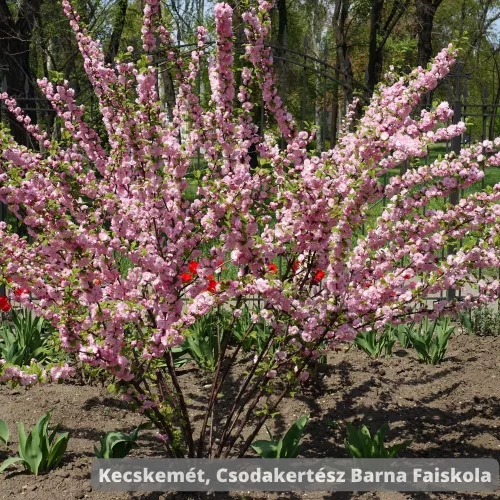 Hosszú hajtások mentén sűrűn nyíló, pomponhoz hasonló telt rózsaszín boglárkamandula virágok a cserjén  Boglárkamandula (Prunus triloba 'Multiplex')