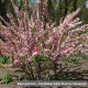 Hosszú hajtások mentén sűrűn nyíló, pomponhoz hasonló telt rózsaszín boglárkamandula virágok a cserjén  Boglárkamandula (Prunus triloba 'Multiplex')