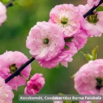 Hosszú hajtások mentén sűrűn nyíló, pomponhoz hasonló telt rózsaszín boglárkamandula virágok a cserjén Boglárkamandula (Prunus triloba 'Multiplex')
