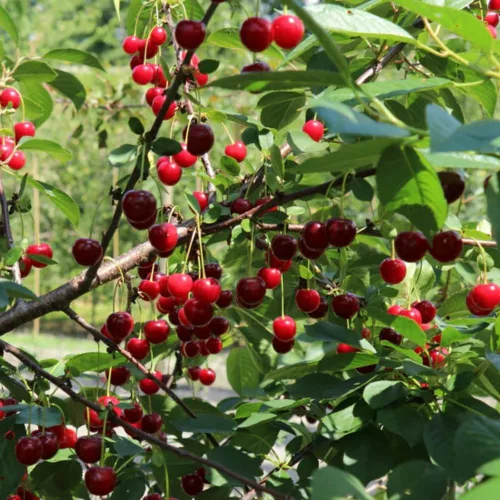 Prunus fruticosa 'Crimson Passion' - Bokormeggy - konténeres
