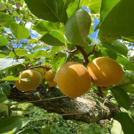   Kosui nashi rezisztens körte - Szabadgyökeres, Vadkörte alanyon