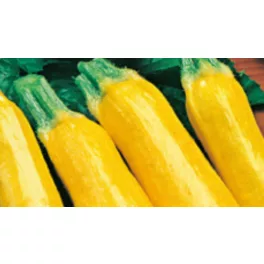 Rédei cukkini magkeverék - Goldena, sárga (3g)