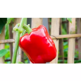   Rédei blocky típusú paprika magkeverék - Californiai W. piros (1g)