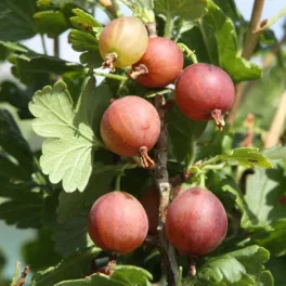  Ribes uva-crispa 'Easycrisp'® 'Captivator Red' köszméte - Konténeres