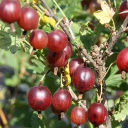 Bőtermő Crispa Darling köszméte ág nagy méretű, éretten sötétpiros, sima héjú, fényes és lédús egres bogyókkal Piros köszméte 'Crispa Darling' (Ribes uva-crispa)