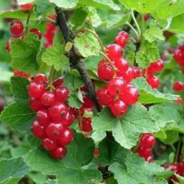 Hosszú fürtökben lógó, ragyogó vörös, nagyszemű Junifer piros ribizli szemek a bokron és erős konténeres cserje Junifer piros ribizli (Ribes rubrum 'Junifer')