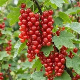 Hosszú, tömött fürtökben lógó sötétpiros Rondom ribizli szemek a bokron és egészséges konténeres cserje Rondom piros ribizli (Ribes rubrum 'Rondom')