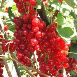 Hatalmas, látványosan hosszú fürtökben lógó, csillogó sötétpiros Rovada ribizli bogyók és erős konténeres cserje Rovada piros ribizli (Ribes rubrum 'Rovada')
