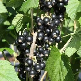 Egyenes törzsre oltott, dús koronájú Titania fekete ribizli fa hatalmas, fénylő fekete gyümölcsfürtökkel Titania magas törzsű fekete ribizli (Ribes nigrum 'Titania')