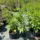 Édeslevelű málna - Rubus chingii Sugarleaf® 'Innocent'