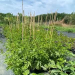 Édeslevelű málna - Rubus chingii Sugarleaf® 'Innocent'