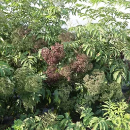   Sambucus nigra 'Ranch' - Kanadai fekete bodza - Konténeres