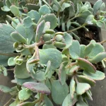 Sedum ewersii Lightblue Rose - Hamvas kereklevelű varjúháj ezüstös kék lombozattal
