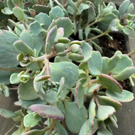 Sedum ewersii Lightblue Rose - Hamvas kereklevelű varjúháj ezüstös kék lombozattal