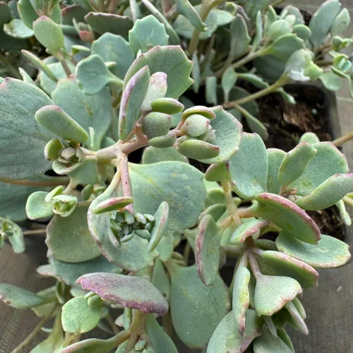 Sedum ewersii Lightblue Rose - Hamvas kereklevelű varjúháj ezüstös kék lombozattal