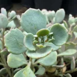 Sedum ewersii 'Lightblue Rose' (Kereklevelű varjúháj)
