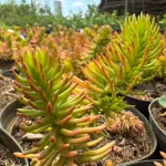 Sedum reflexum 'Angelina'