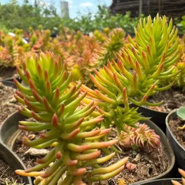 Sedum reflexum 'Angelina'