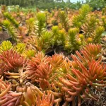 Sedum reflexum 'Angelina'