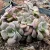 Sedum spurium Purpureum - Bíborvörös kaukázusi varjúháj sziklakerti évelő növény