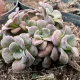 Sedum spurium Purpureum - Bíborvörös kaukázusi varjúháj sziklakerti évelő növény