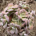 Sedum spurium 'Purpureum' (Bíborvörös kaukázusi varjúháj)
