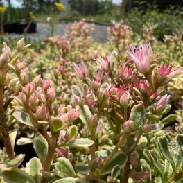 Sedum spurium 'Super Variegatum'