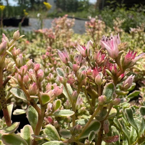 Sedum spurium 'Super Variegatum'