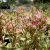 Sedum spurium 'Super Variegatum'