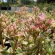 Sedum spurium 'Super Variegatum'