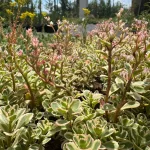 Sedum spurium 'Super Variegatum'