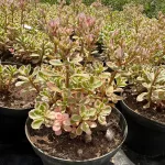 Sedum spurium 'Super Variegatum'