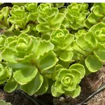 Sedum spurium 'White/Green' - Zöld-fehér kaukázusi varjúháj