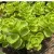 Sedum spurium 'White/Green' - Zöld-fehér kaukázusi varjúháj