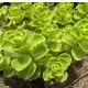 Sedum spurium 'White/Green' - Zöld-fehér kaukázusi varjúháj