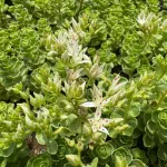 Sedum spurium 'White/Green' - Zöld-fehér kaukázusi varjúháj
