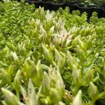 Sedum spurium 'White/Green' - Zöld-fehér kaukázusi varjúháj