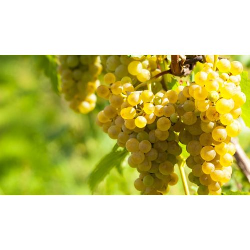 Augusztusi muskotály/Palatina csemegeszőlő - Szabadgyökeres
