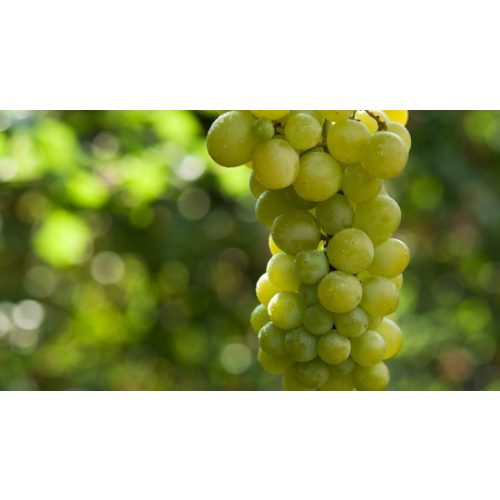 Csabagyöngye csemegeszőlő - Szabadgyökeres