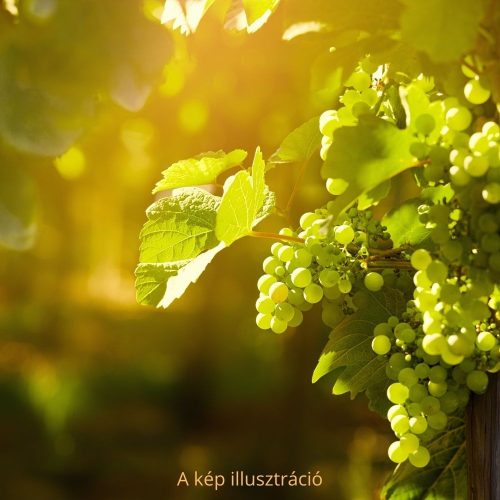Favorit csemegeszőlő - Vitis vinifera ’Favorit’ - Szabadgyökeres