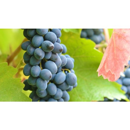 Moldova csemegeszőlő - Szabadgyökeres