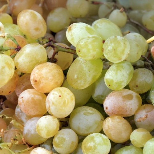 Pannónia kincse csemegeszőlő - Szabadgyökeres