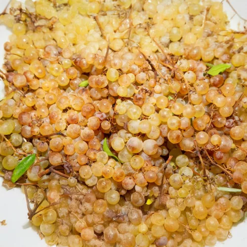 Saszla/Chasselas fehér csemegeszőlő - Szabadgyökeres