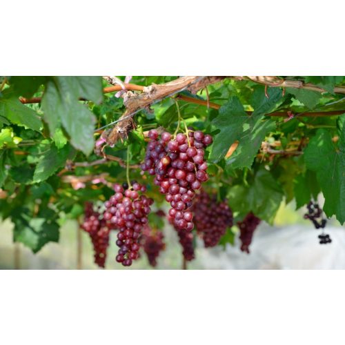 Saszla/Chasselas piros csemegeszőlő - Szabadgyökeres