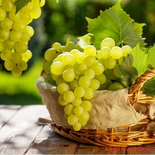 Itália csemegeszőlő - Vitis vinifera ’Italia’ - Szabadgyökeres